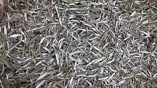 Zeytin yaprağının korona virüse iyi geldiğini iddia etti
